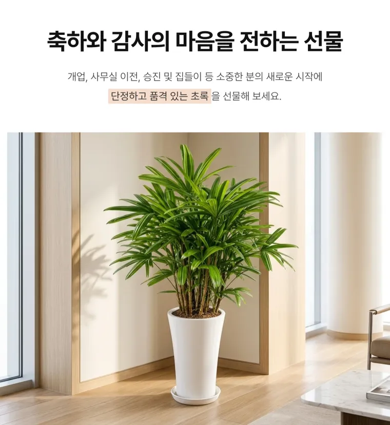 관음죽 — 상품 상세