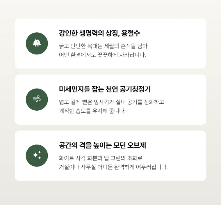 龙血树 B — 详情图