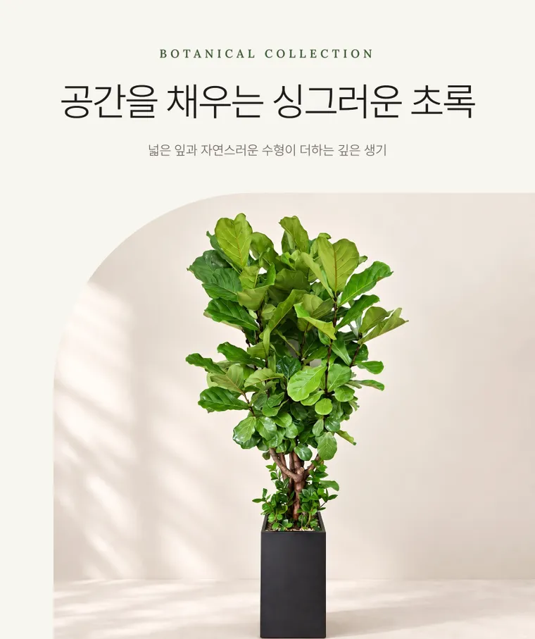 떡갈고무나무 A — 상품 상세