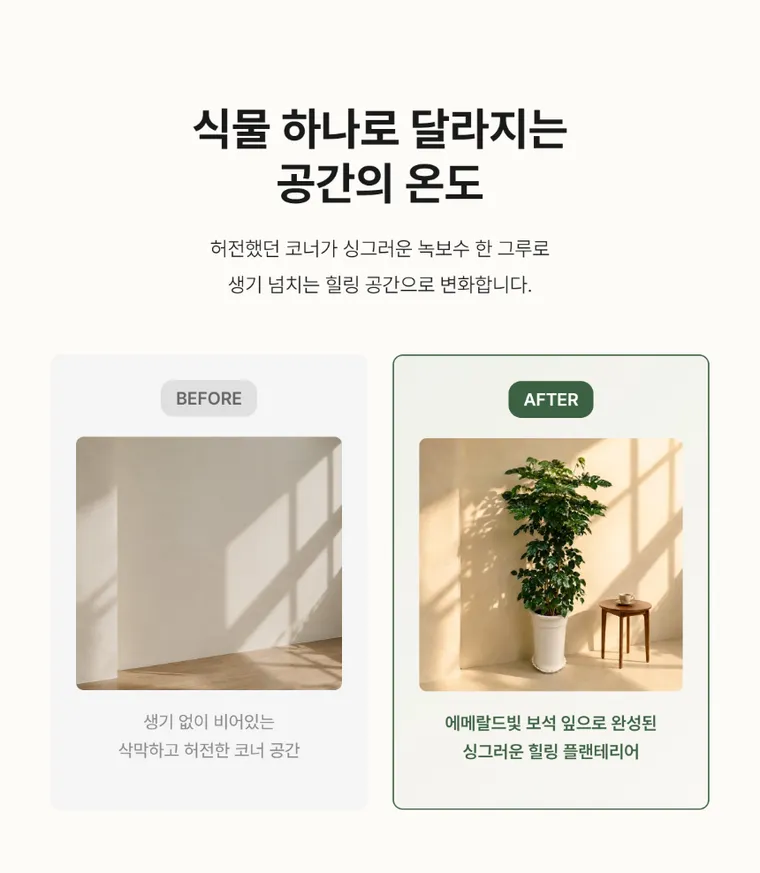녹보수 C — 상품 상세
