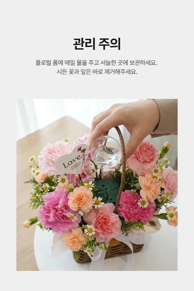 카네이션 B — 상품 상세