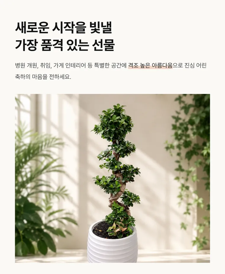 Ginseng FicusB — Detail images