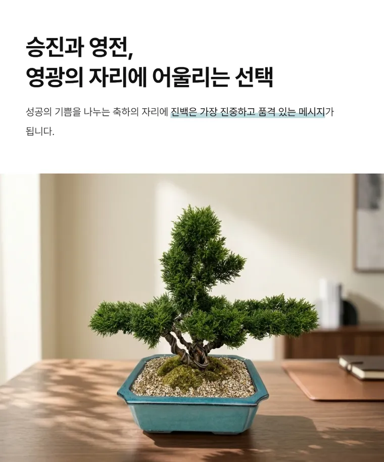 Bonsai bách xù A — Hình chi tiết