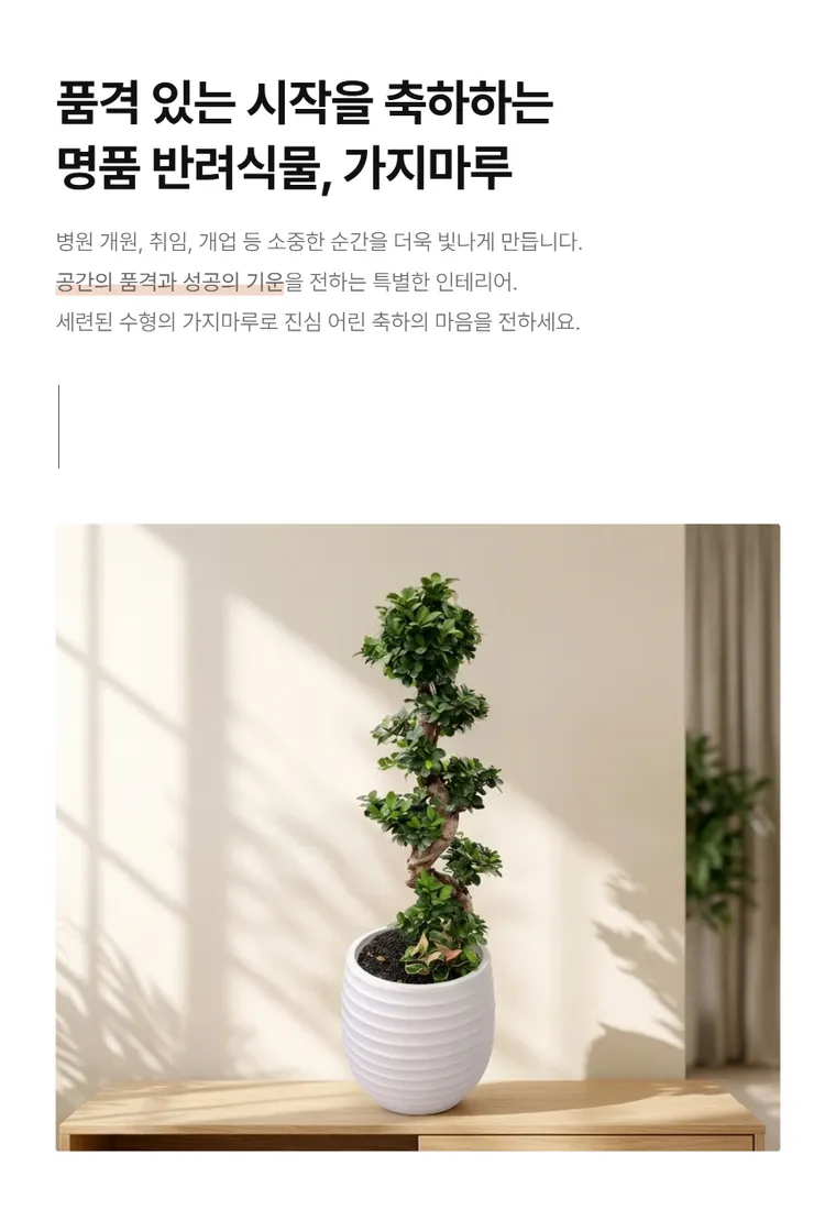 Ginseng FicusB — Detail images