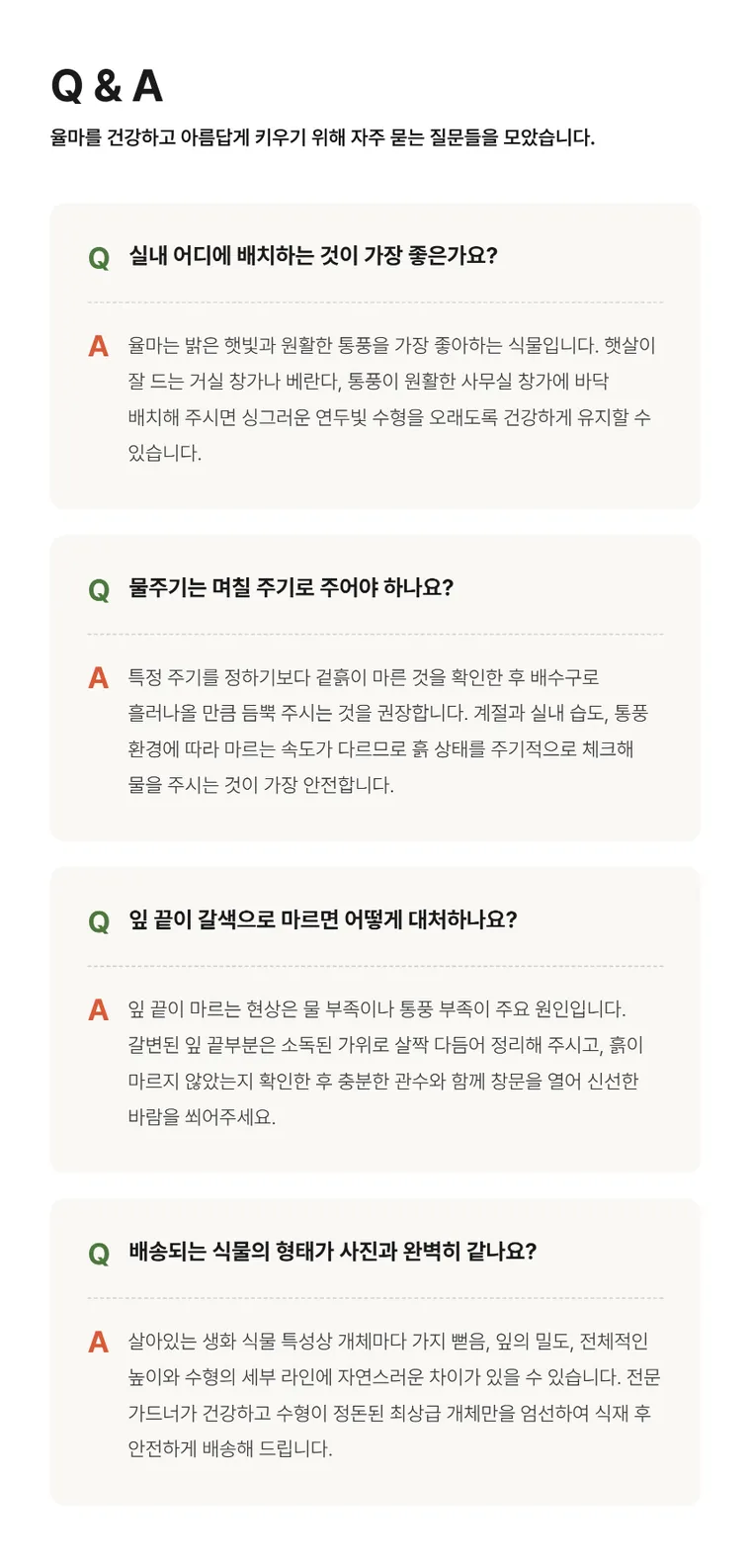 율마 — 상품 상세