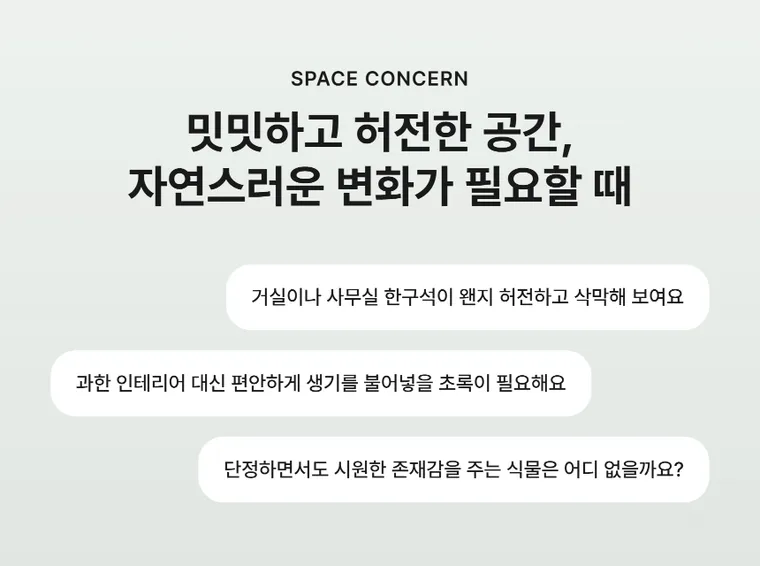 파키라 A — 상품 상세