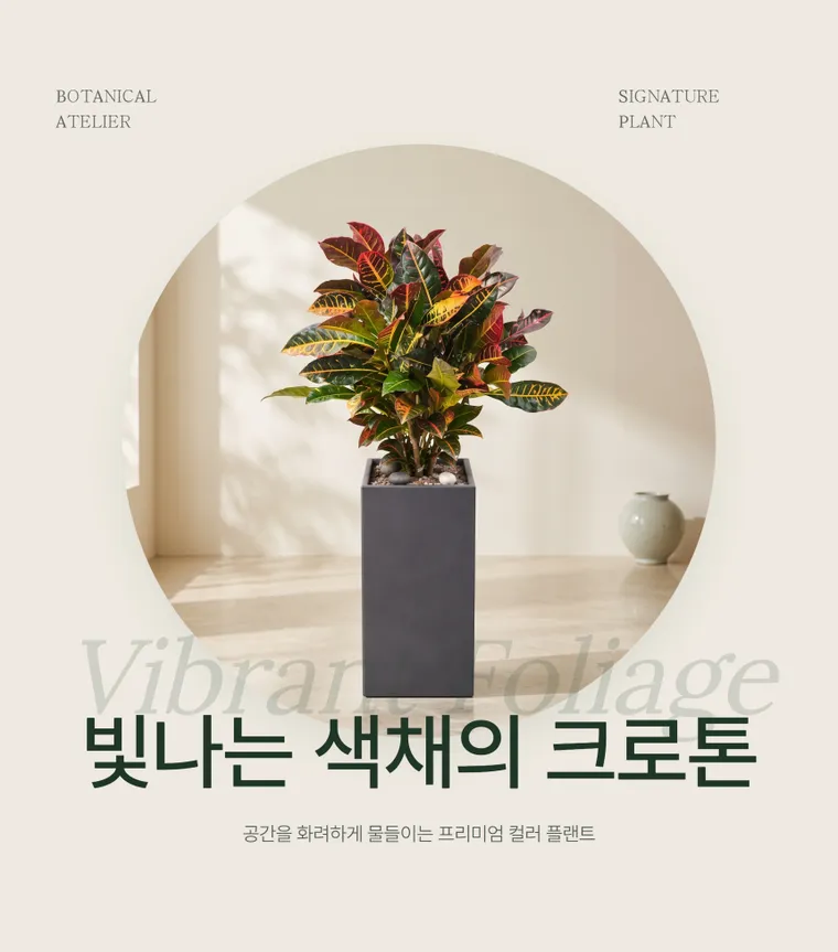 크로톤 A — 상품 상세