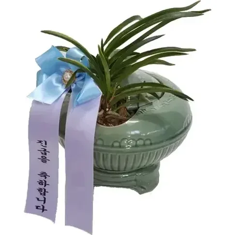 풍란(도자기분)