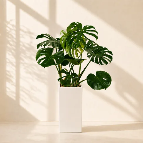 Monstera