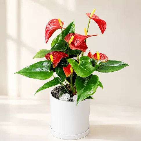 Anthurium T