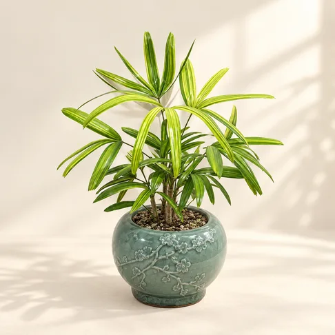 관음죽(서황금)